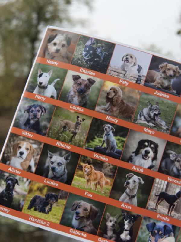 Pexeso se psy z Dočasky.cz