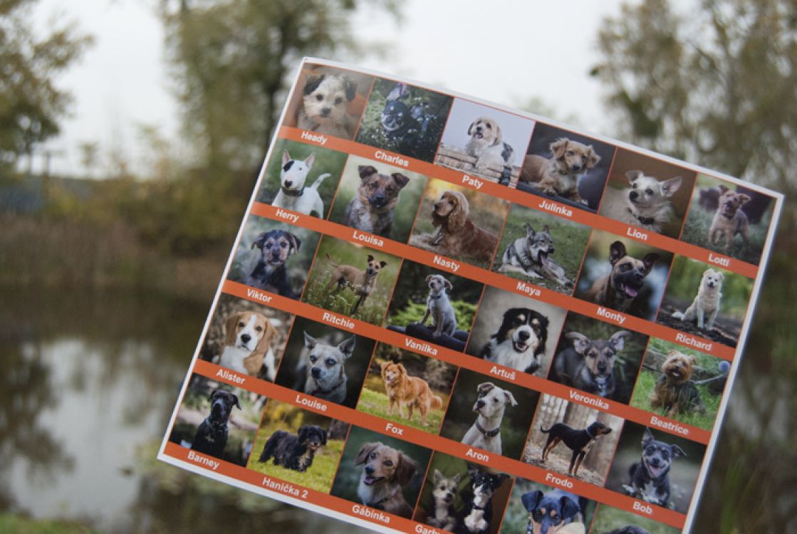 Pexeso se psy z Dočasky.cz